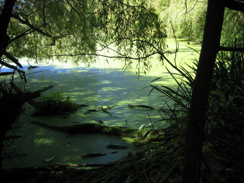 Alewife T pond below overpass